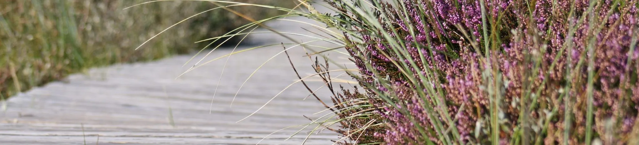 Een houten vlonderpad door het riet